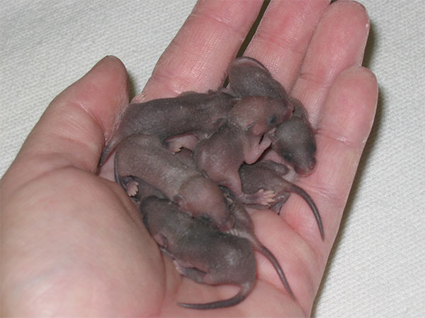 Pest Removal Trapping MD DC VA
