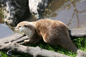 Ground hog in the grass