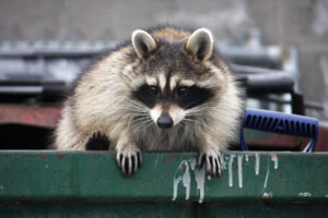 raccoon