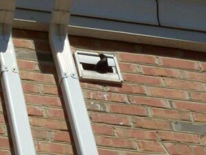 bird intrusions in glen burnie, md