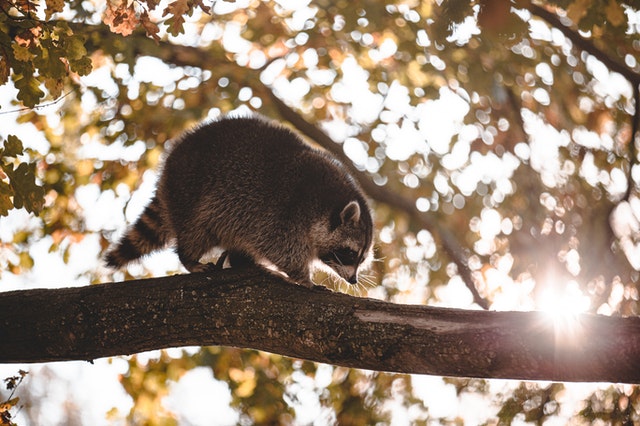 raccoon in attic elkridge, md